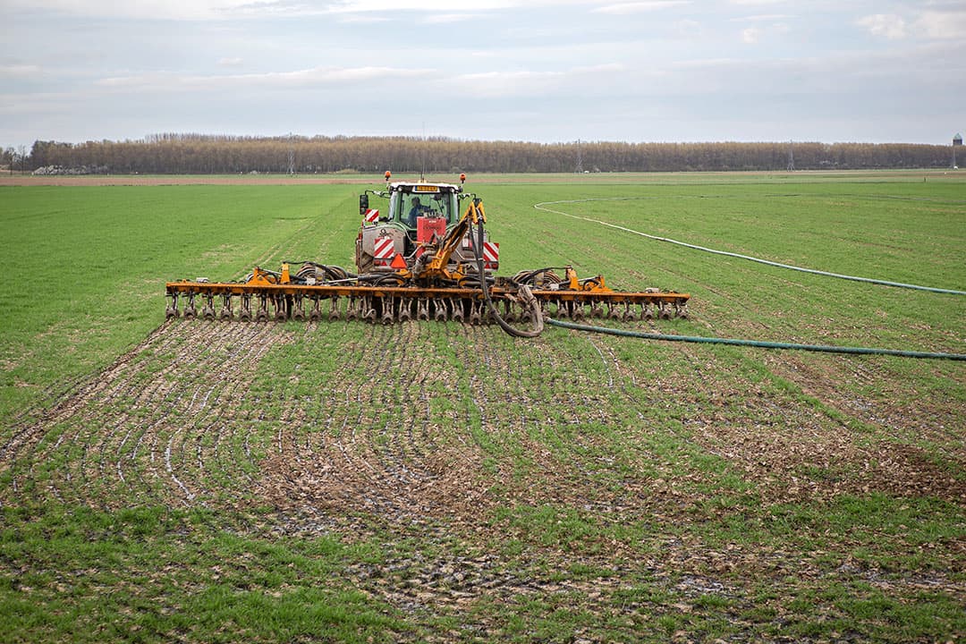 Drijfmest uitrijden op wintertarwe. - Foto: Peter Roek