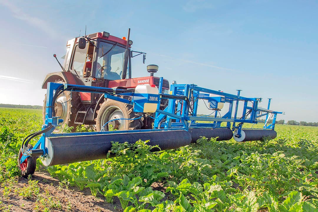 Het aanstrijken van aardappelopslag in bieten met glyfosaat. Dat wordt in de toekomst weer schoffelen. - Foto: Koos van der Spek
