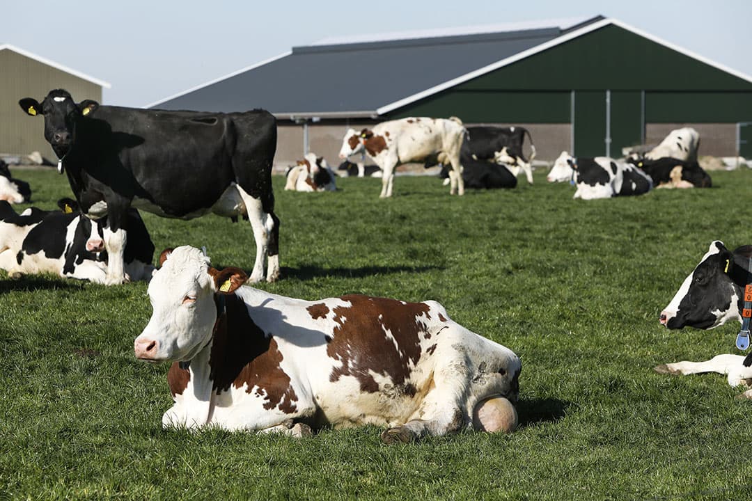 De 180 koeien van melkveehouder Ringo van de Sandt uit het buurtschap Reeth bij Elst, lopen alweer op hun dooie gemakje buiten. Beetje in de zon liggen en gras vreten. - Foto: VidiPhoto