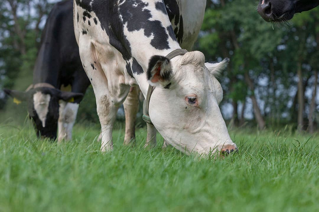Foto: Barenbrug