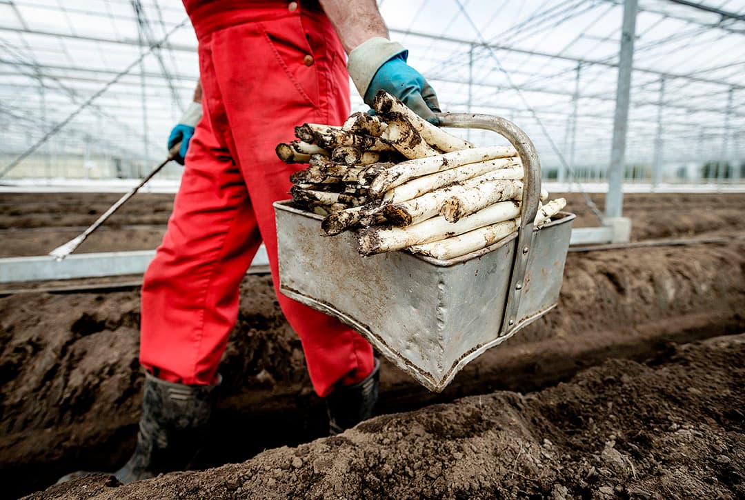 Medewerker van een aspergekweker aan het werk.  - Foto: ANP