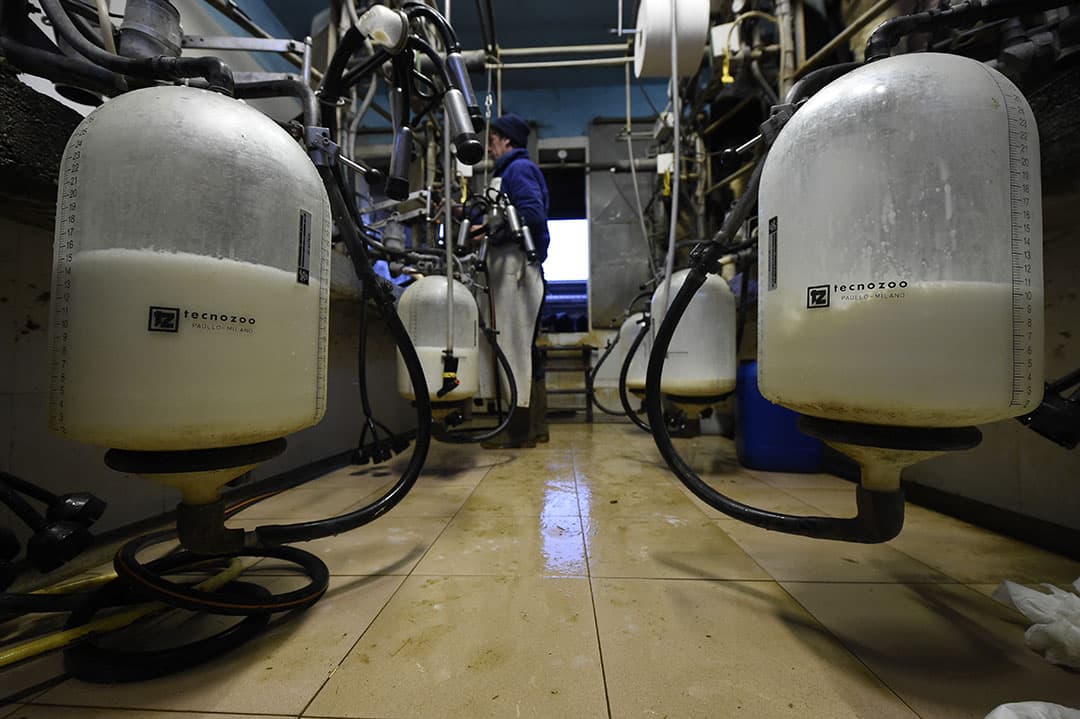 2015-03-11 19:31:02 Italian farmer Giuseppe Rossi milks his cows with a milker on March 11, 2015 in Abbiategrasso. Thirty years after introducing quotas to combat the butter mountain caused by overproduction, the EU is on the cusp of freeing up the dairy sector amid growing global demand for milk products. The milk production quotas will ending on March 31, 2015 in the EU. AFP PHOTO / OLIVIER MORIN  OLIVIER MORIN / AFP