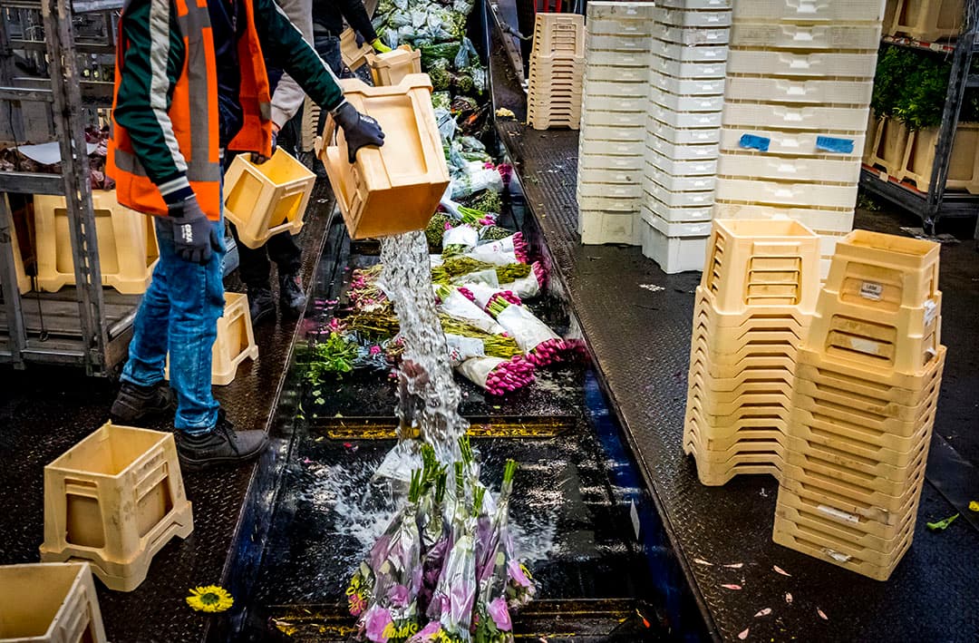 Bloemen worden doorgedraaid op de bloemenveiling.  - Foto: ANP