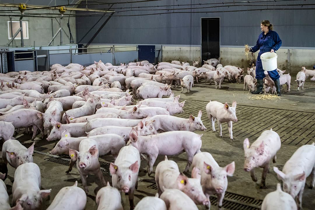 Voor voldoende innovatie en slagkracht is een minimale omvang van de varkenssector nodig. Met de sanering komt dit onder druk maar er ontstaan ook kansen. - Foto: Ronald Hissink