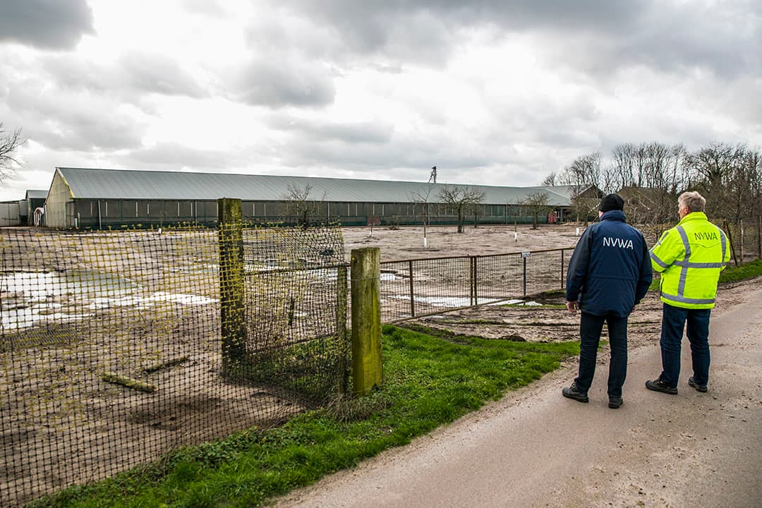 Nederlandse Voedsel- en Warenautoriteit (NVWA) controleert bedrijven op ophokplicht. - Foto: ANP