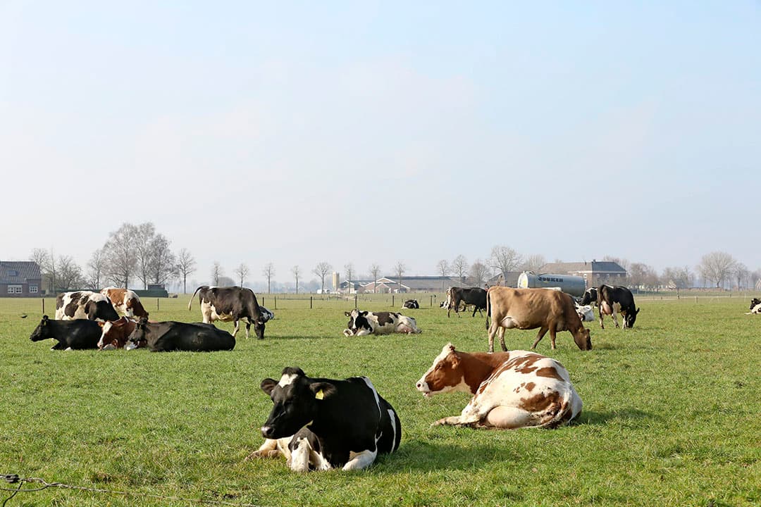 Om natuur te ontlasten, moet in de omgeving daarvan de emissie sterk omlaag, zegt Frits van der Schans. Dat kan door bijvoorbeeld koeien langer te laten weiden. - Foto: Henk Riswick