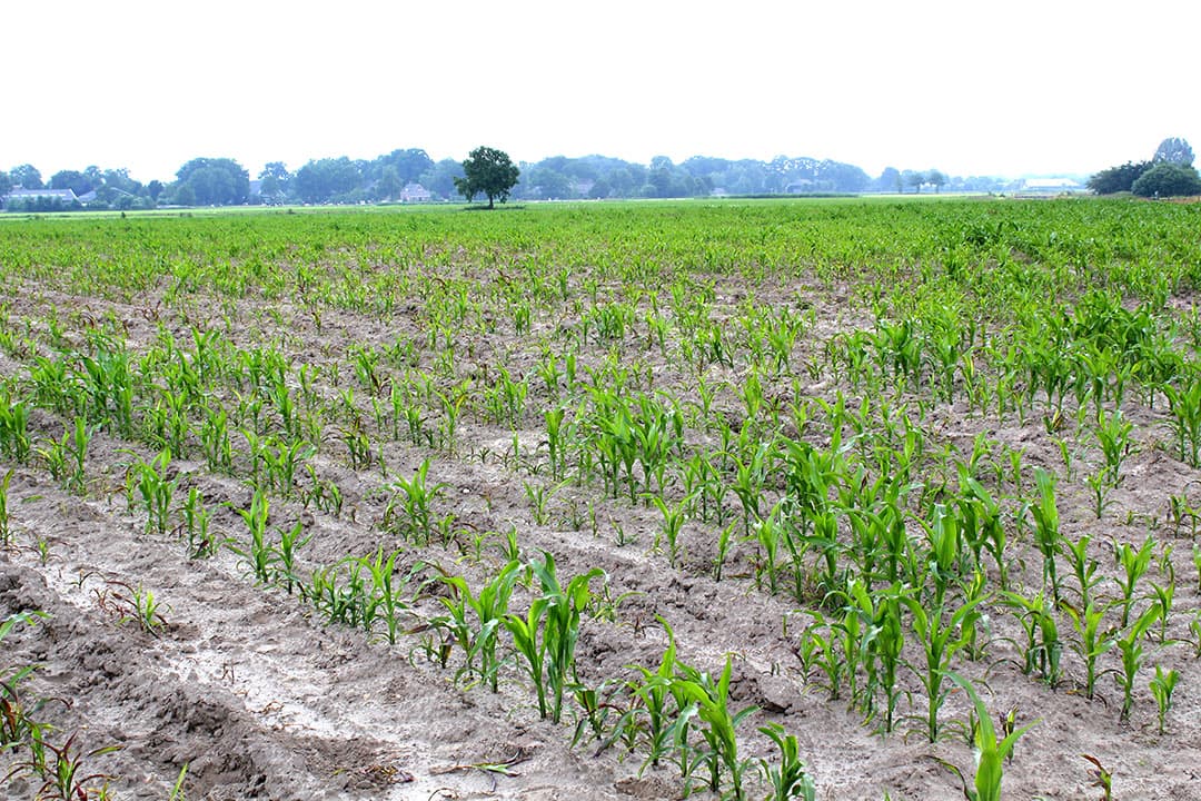 Een perceel mais met veel plantuitval door ritnaaldenvraat. Bij droogte komen de ritnaalden harder af op verse plantwortels. In mais gaan ze plantje voor plantje af in de rij.