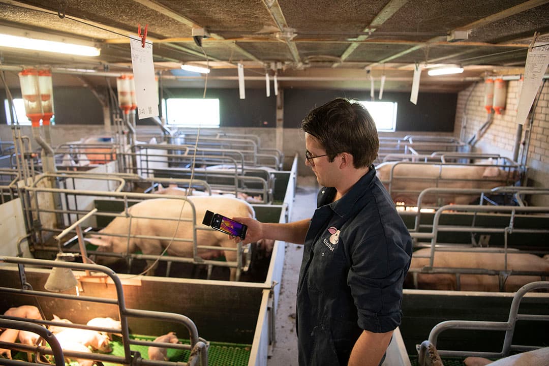 Dierenarts Robin van Kampen meet met de warmtebeeldcamera op zijn smartphone de temperatuur van de biggennesten. - Foto: Mark Pasveer