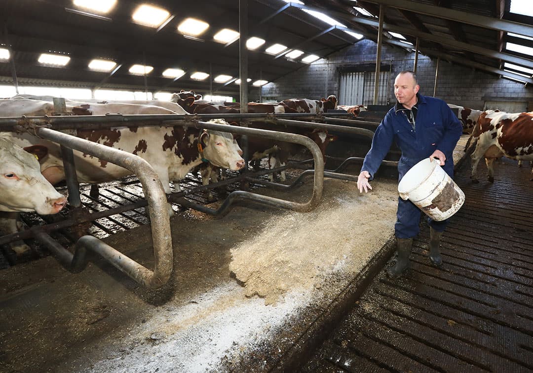 Schone boxen voorzien van gehakseld stro en een handvol kalk houden de besmettingsdruk laag. - Foto: Henk Riswick