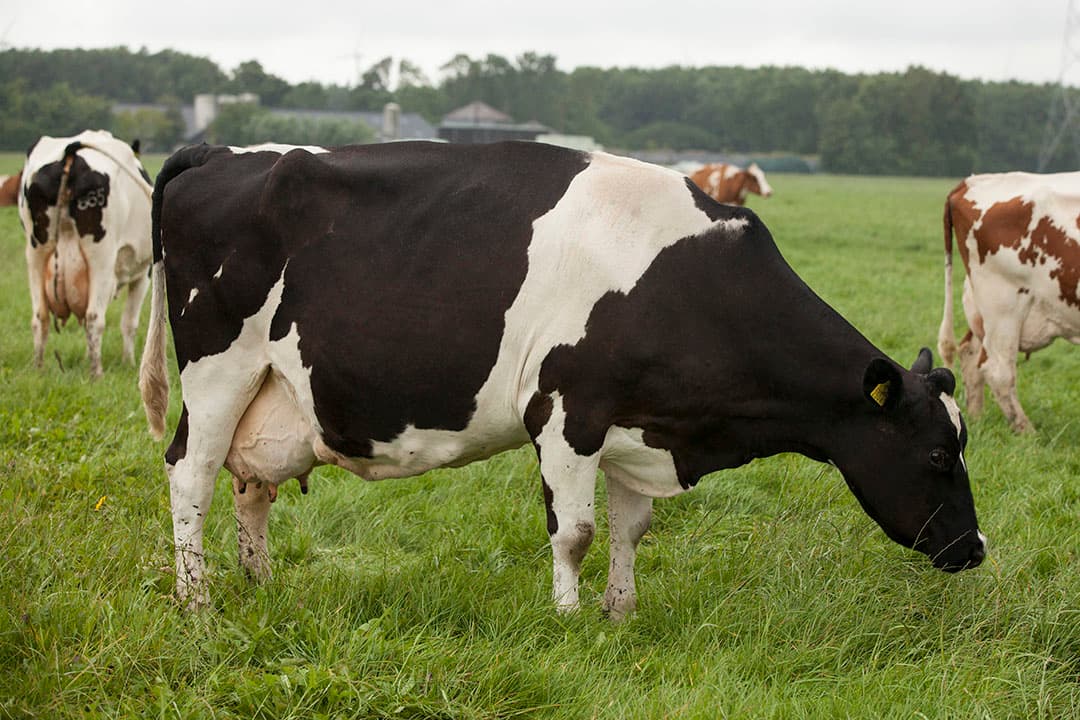 Archiefbeeld met koe van 14 jaar oud. - Foto: Koos Groenewold