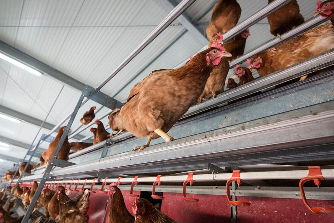 Foto: Koos Groenewold