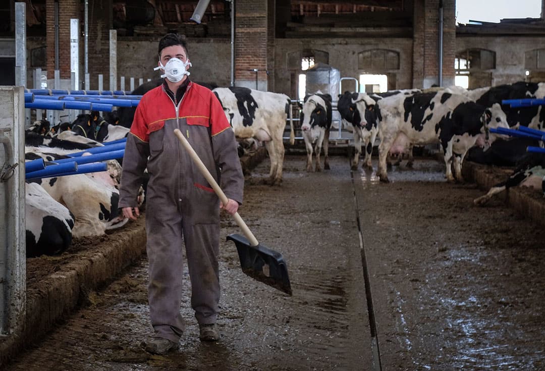 Italiaanse melkveehouder Allessandro Boselli draagt preventief een mondkapje tijdens het werk in de stal. Hij woont in het Noorden van Italië, waar het Coronavirus om zich heen grijpt. - Foto: EPA