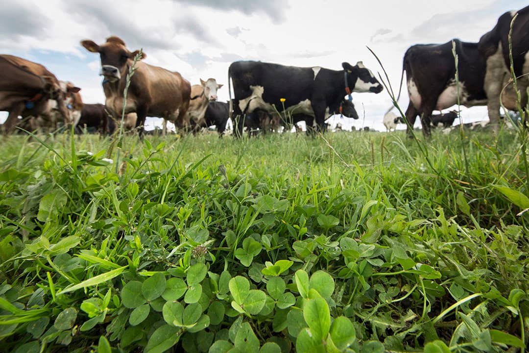 Kruiden en klaver wortelen dieper dan de meeste grassen. Om de bodemstructuur te verbeteren, zaaien melkveehouders vaak mengsels van gras, rode of witte klaver en kruiden. Luzerne en cichorei zijn echte diepgravers, maar passen minder goed op melkveebedrijven. - Foto: Koos Groenewold
