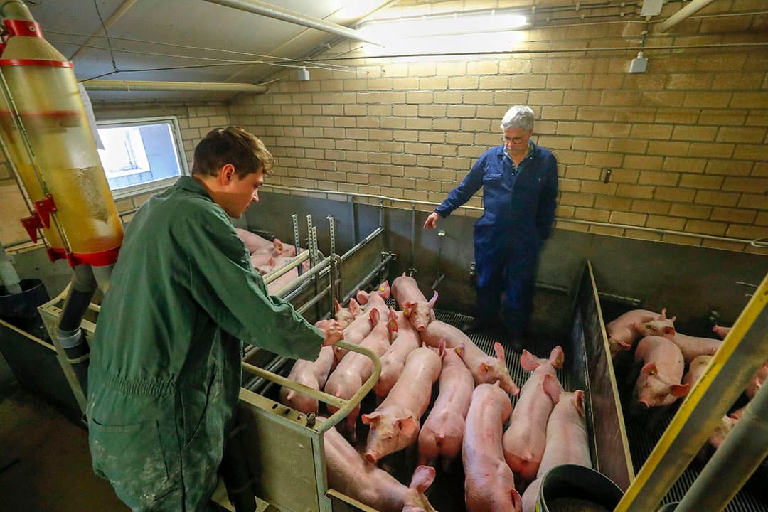 Agrifirm-Specialist Zeug & Big Lennert Teuwen (links) beoordeelt met varkenshouder Antoon Schouten de gespeende biggen.