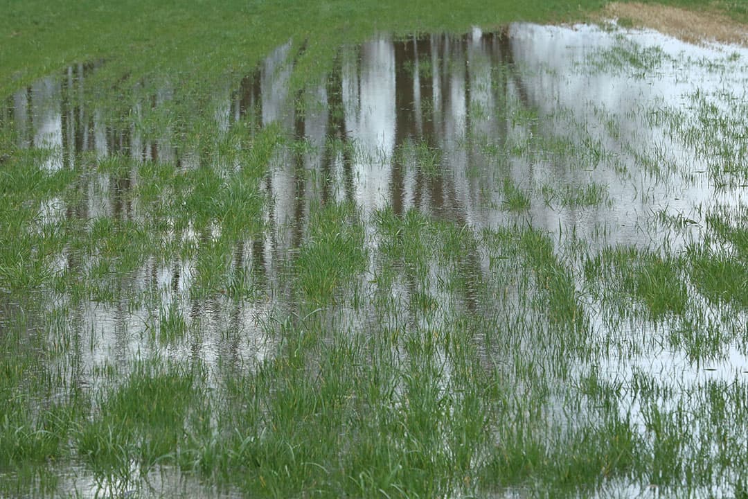 Heftige regenval zorgde afgelopen weken voor ondergelopen graspercelen in Vlaanderen en Nederland. - Foto: Henk Riswick