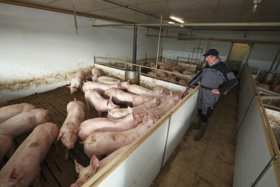 De 650 vleesvarkens staan in afdelingen van 120 dieren, op 1,1 vierkante meter per dier. - Foto: Henk Riswick