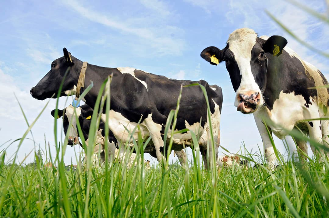 Zwartbonte koeien in een wei in Friesland. - Foto: Marten Sandburg Fotografie