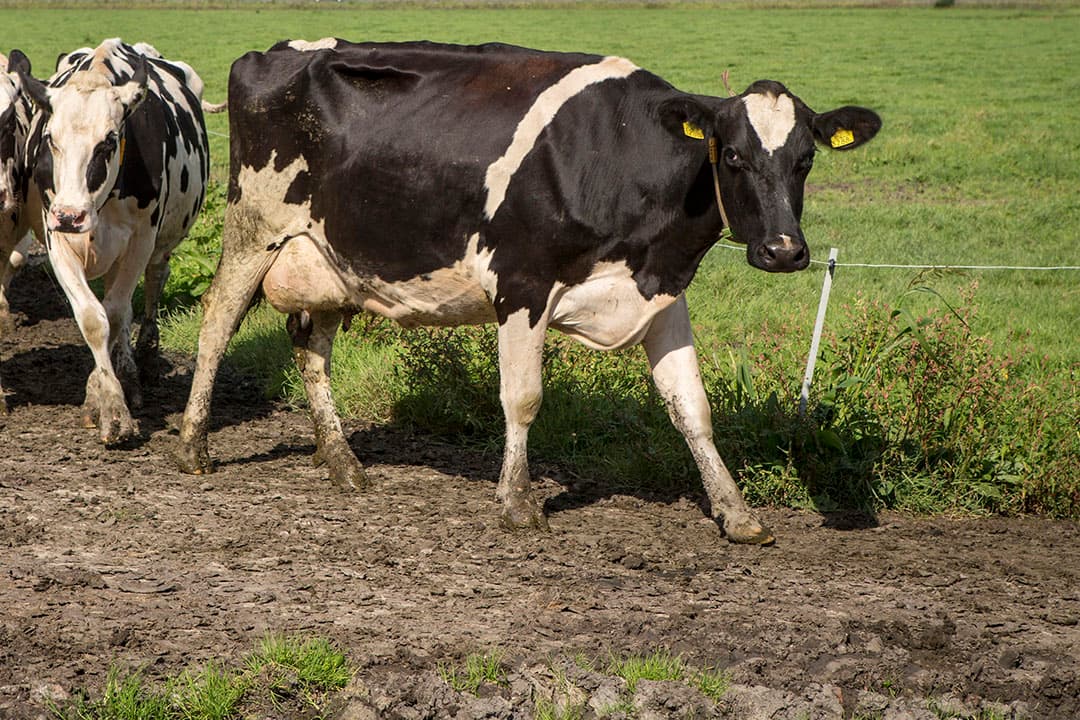 Foto: Anne van der Woude