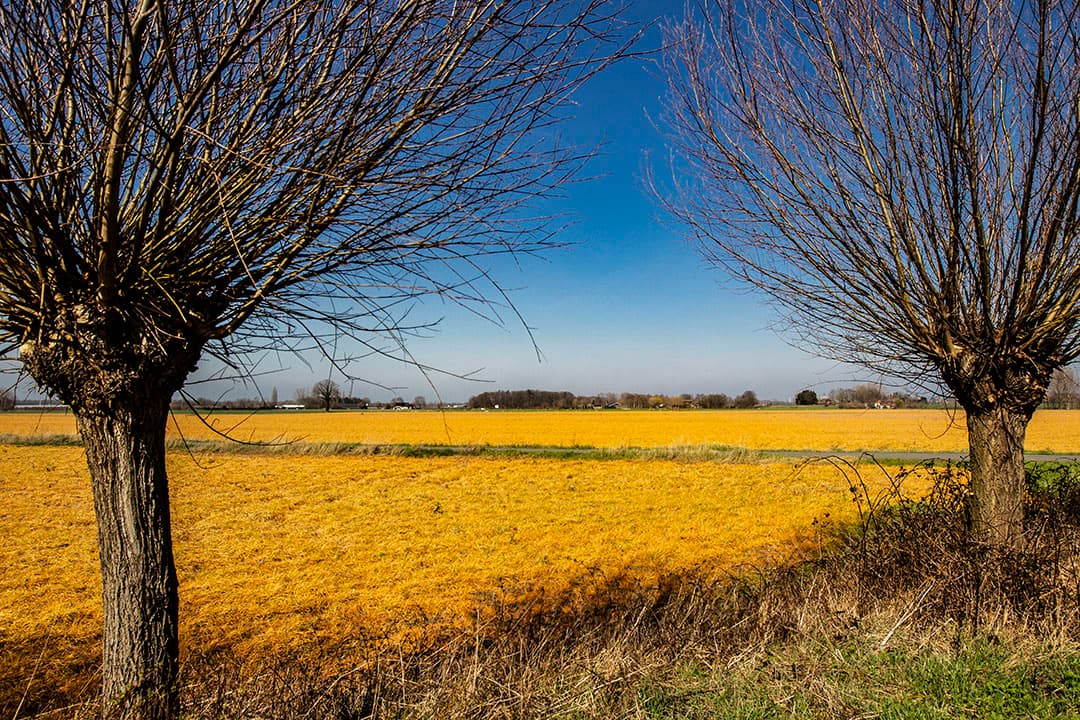 Percelen bewerkt met glyfosaat. - Foto: Ronald Hissink
