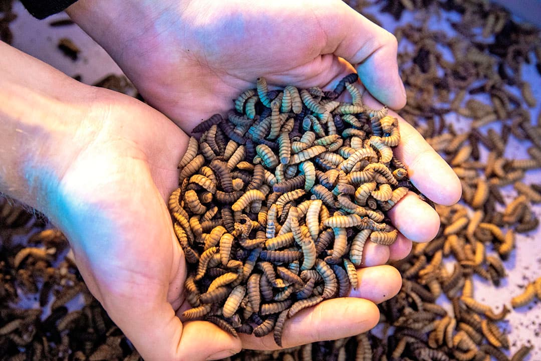 De larven van de zwarte soldatenvlieg. Eén gram eitjes groeit in 10 tot 14 dagen uit tot 5 tot 8 kilo larven. - Foto's: Roel Dijkstra