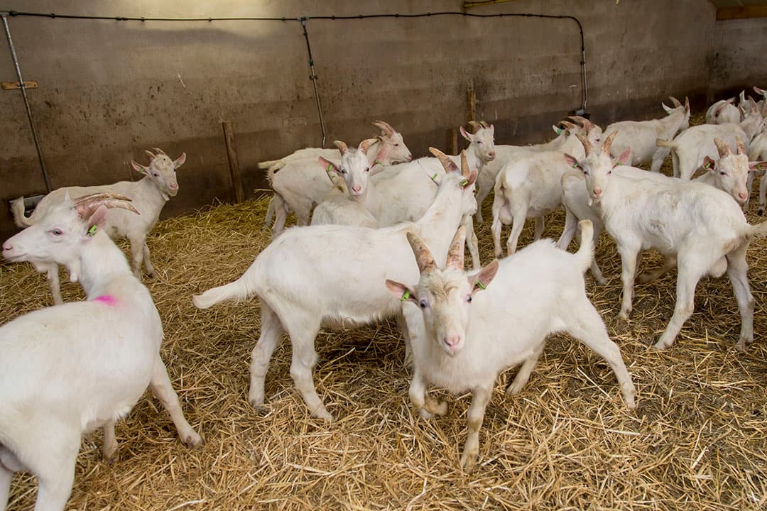 Geitenbokjes in hun hok. - Foto: Koos Groenewold