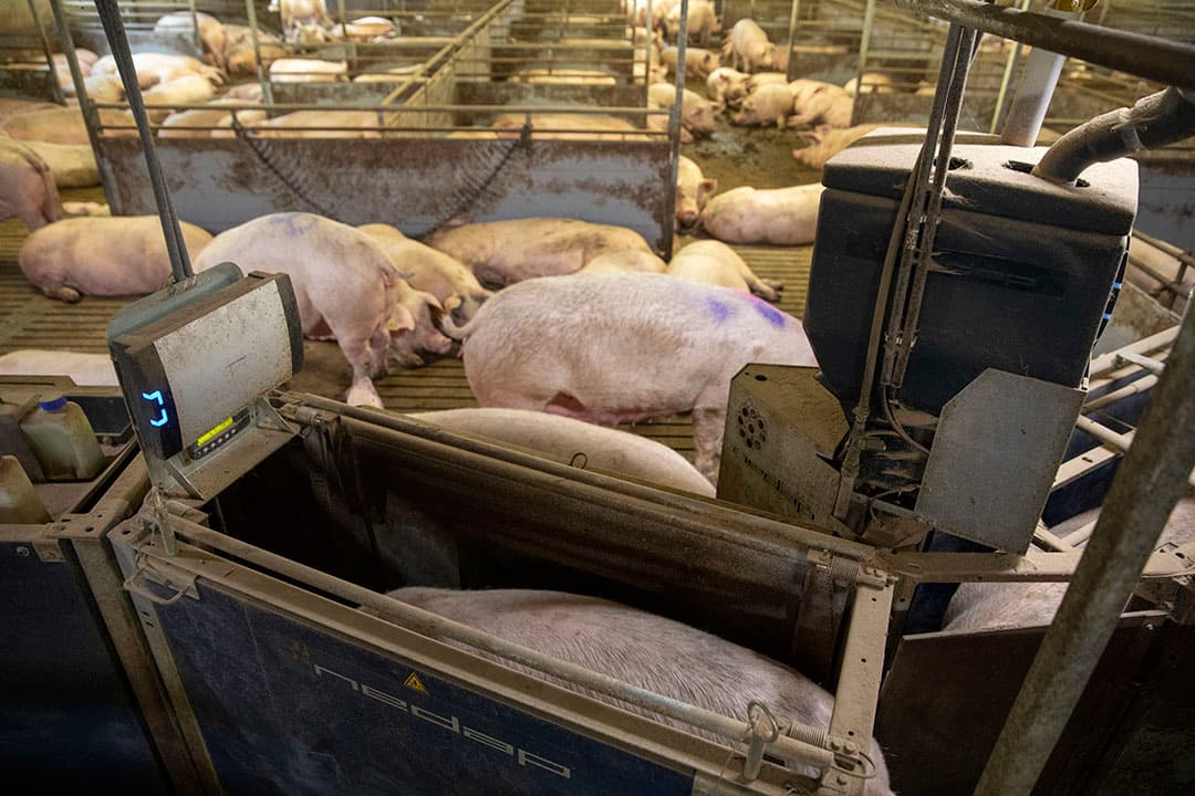 Bij zeugen in grote groepen met voerstations kan het wegen geheel automatisch. Wekelijks krijgt de varkenshouder een uitdraai van de gewichten. - Foto: Anne van der Woude