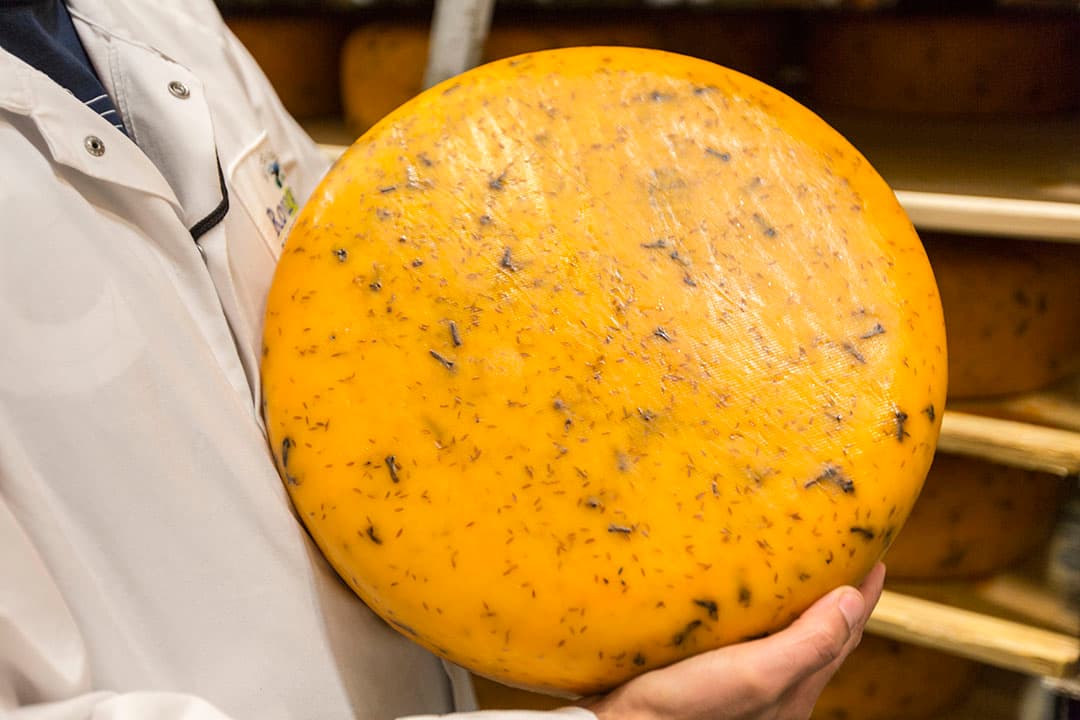 Medewerker van Rouveen Kaasspecialiteiten met kaas in de hand. - Foto: Koos Groenewold