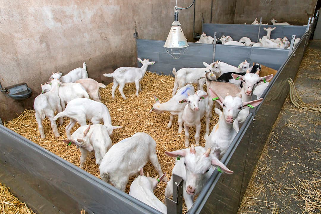 Een hok met geitenbokjes. - Foto: Koos Groenewold