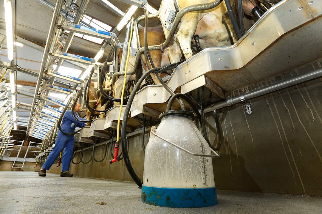 Koeien in de melkstal. Bedrijven moeten fors investeren om te overleven in onder meer dierenwelzijn en duurzaamheid. Die investeringen moeten worden terugverdiend. - Foto: Henk Riswick