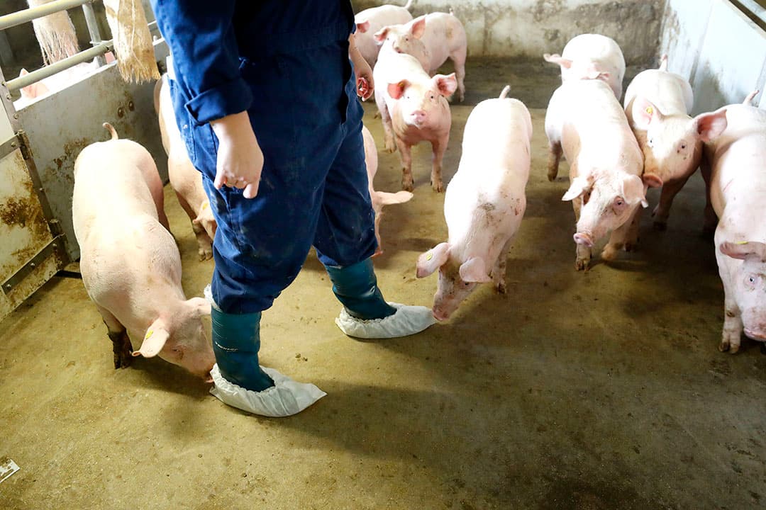 Dierenarts op varkensbedrijf. - Foto: Bert Jansen