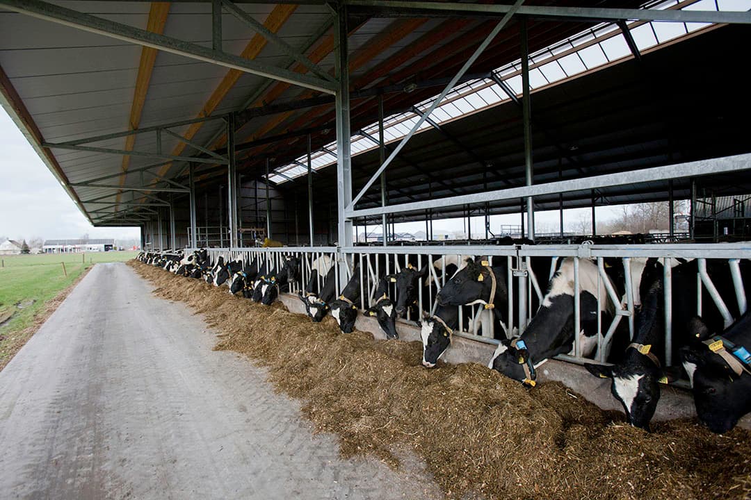 Foto: Jan Willem van Vliet