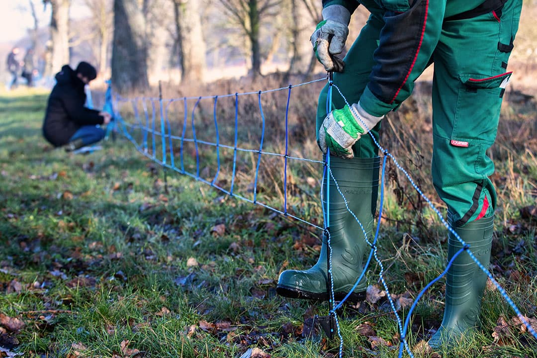 Het opzetten van een elektrisch hek op de grens tussen Oost-Duitsland en Polen, bij Guben (Brandenburg) in december 2019. De Duitse deelstaat wil met dit hek voorkomen dat zwijnen, die mogelijk AVP meebrengen,  de grens oversteken. - Foto: EPA