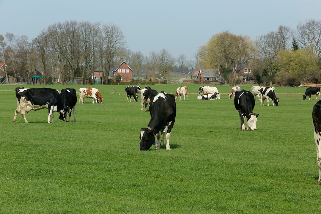 Foto: Henk Riswick