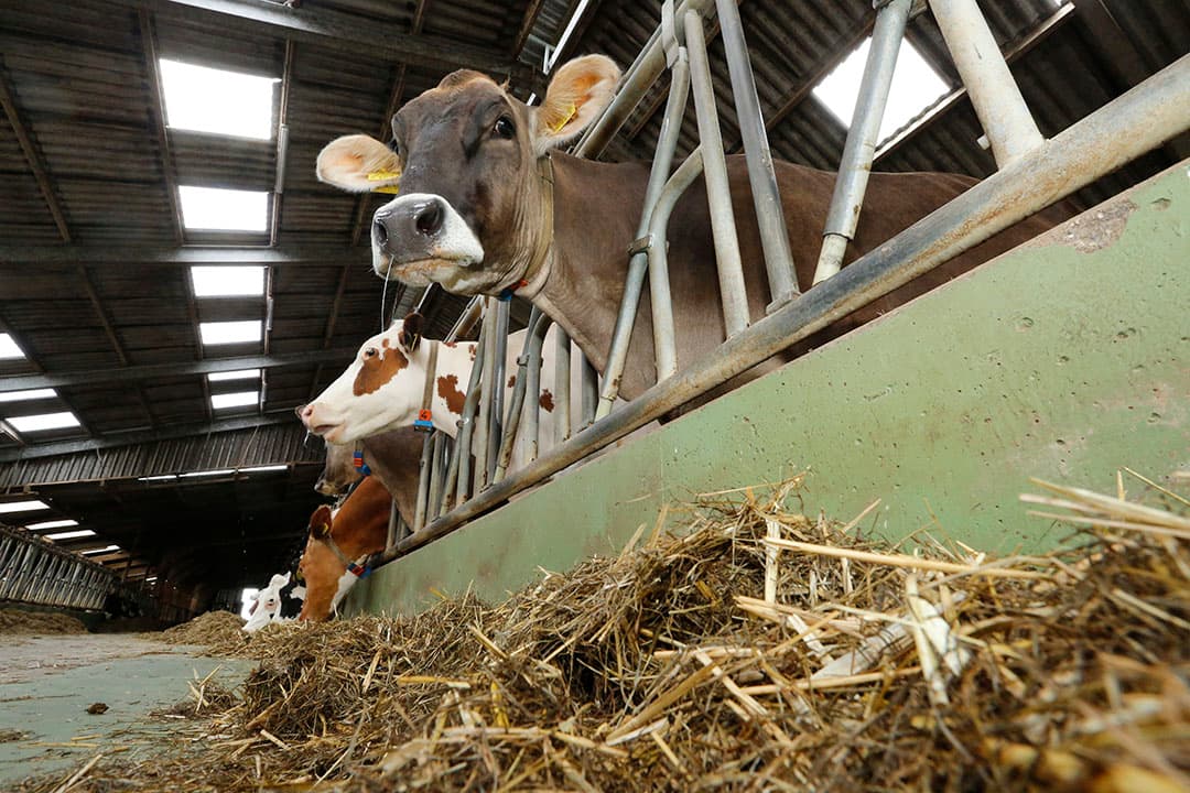 Droge koeien met een schraal rantsoen en lage kation-anionbalans. - Foto: Henk Riswick