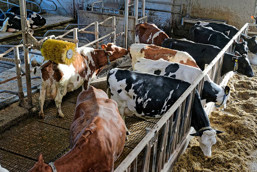 Hogere melkopbrengsten en lagere voerkosten zorgen voor een hoger saldo. - Foto: Lex Salverda