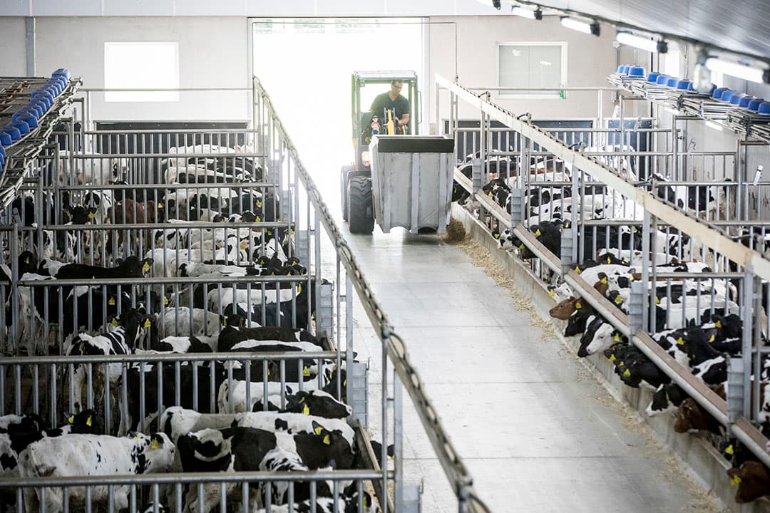 Foto: Koos Groenewold