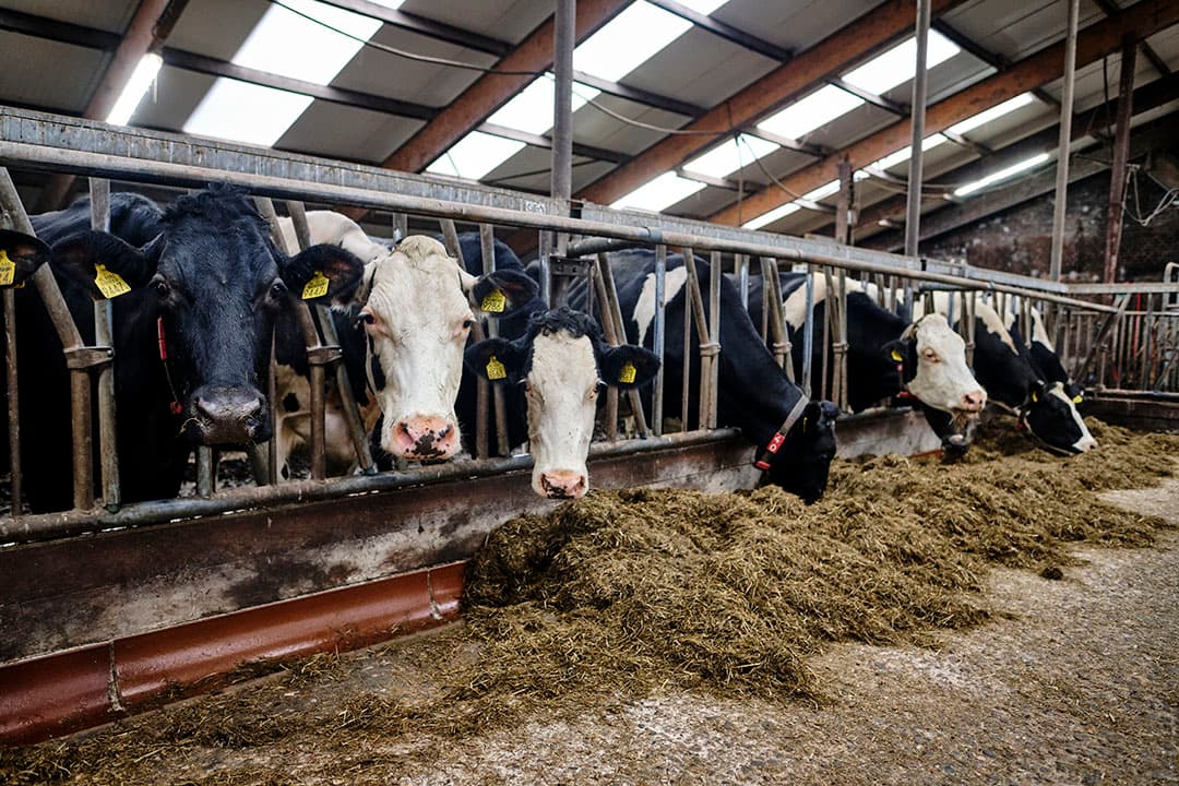 Foto: Roel Dijkstra