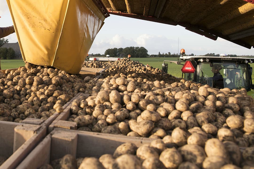 Het rooien van pootgoed. - Foto: Mark Pasveer