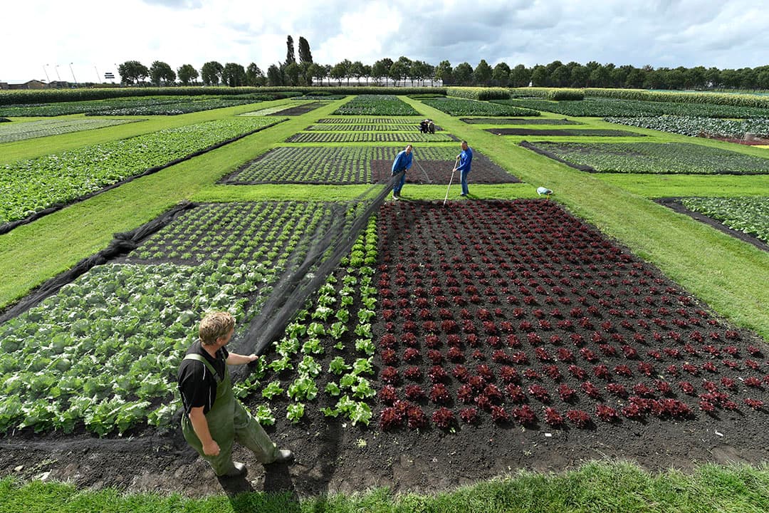 Vollegrondsgroente. - Foto: Fotopersbureau Dijkstra