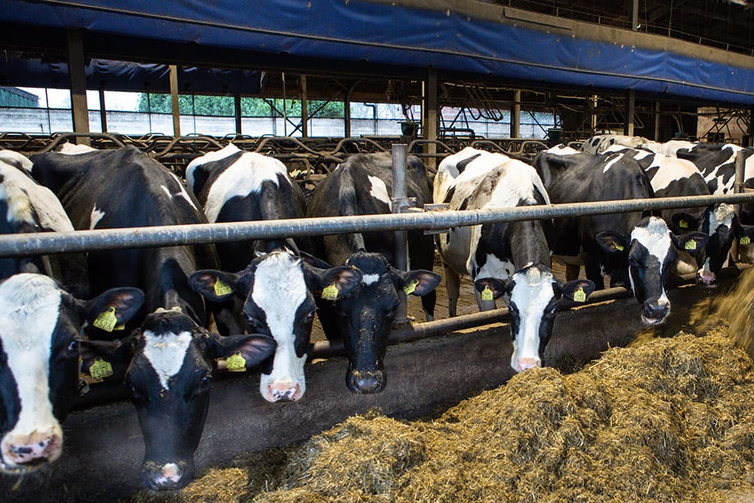 Wageningen UR heeft de gevolgen van het nieuwe GLB voor onder meer de melkveehouderij doorgerekend. - Foto: Peter Roek