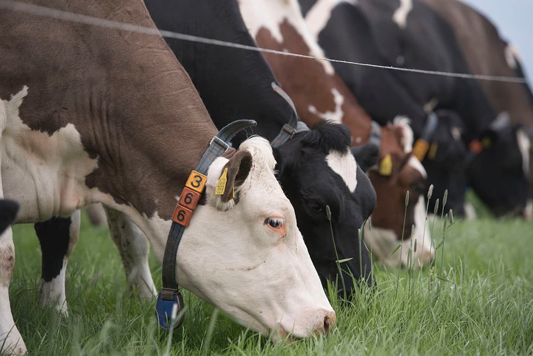 De rassensamenstelling in de nieuwe mengsels van ForFarmers houdt rekening met smaak, voederwaarde en eiwitproductie.