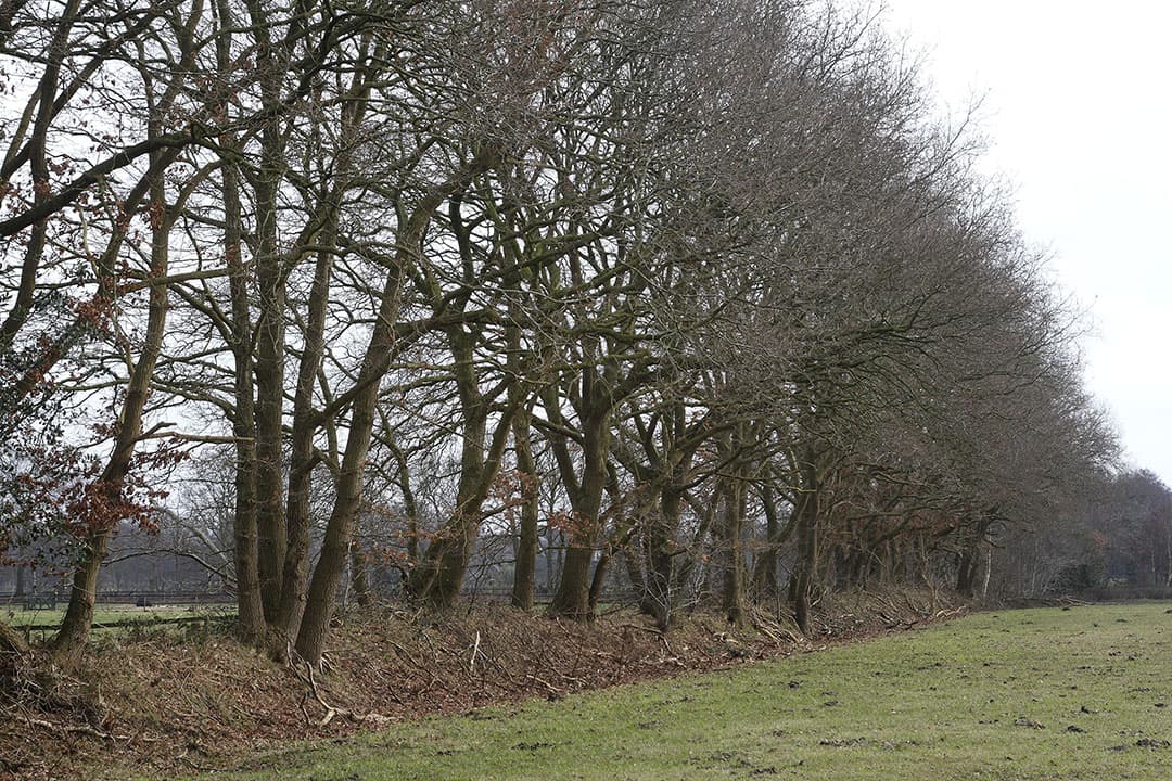 Foto: Hans Prinsen