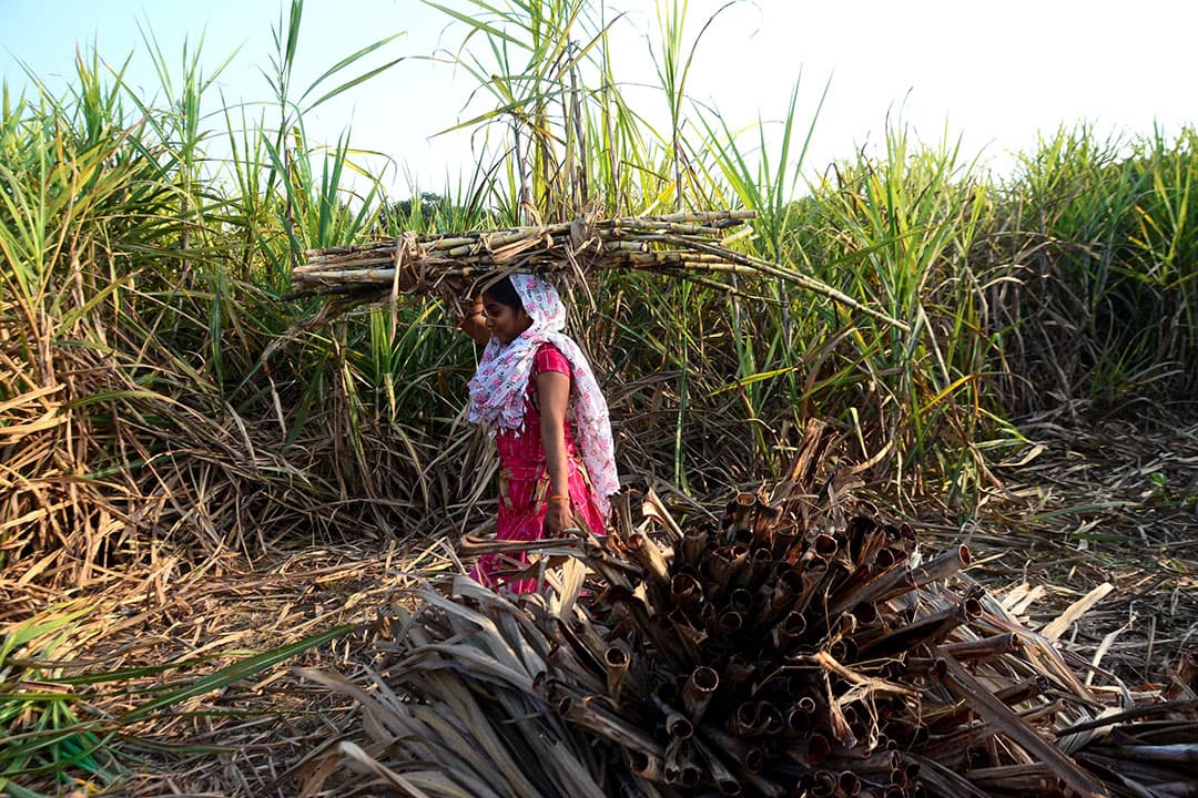 Oogst van suikerriet in India. - Foto: ANP