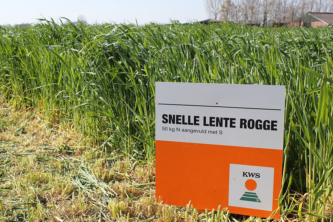 Bemest nu Snelle Lente Rogge