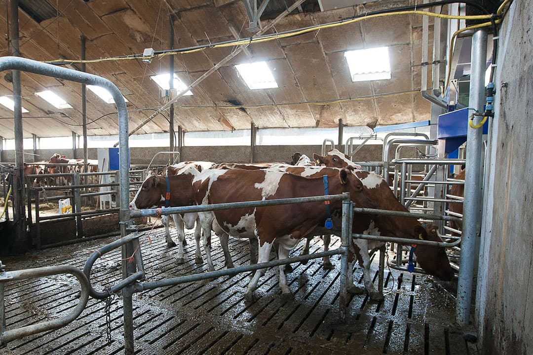 Veel bedrijven automatiseren en schakelen om van een visgraatmelkstal naar een melkrobot. - Foto: Ronald Hissink