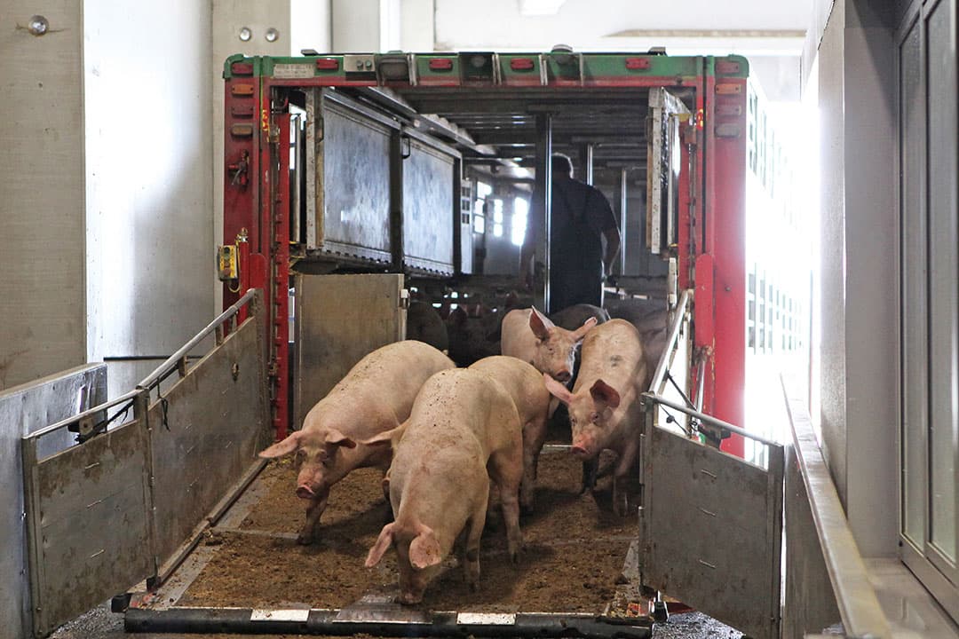 Varkens lossen in een slachthuis in België. - Foto: Fotostudio Atelier 68