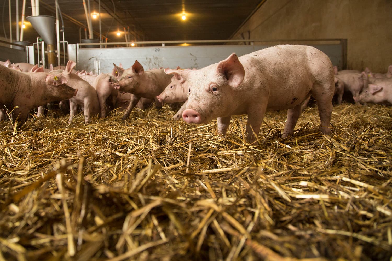 ‘Laten we heldere taal spreken als varkenshouders’