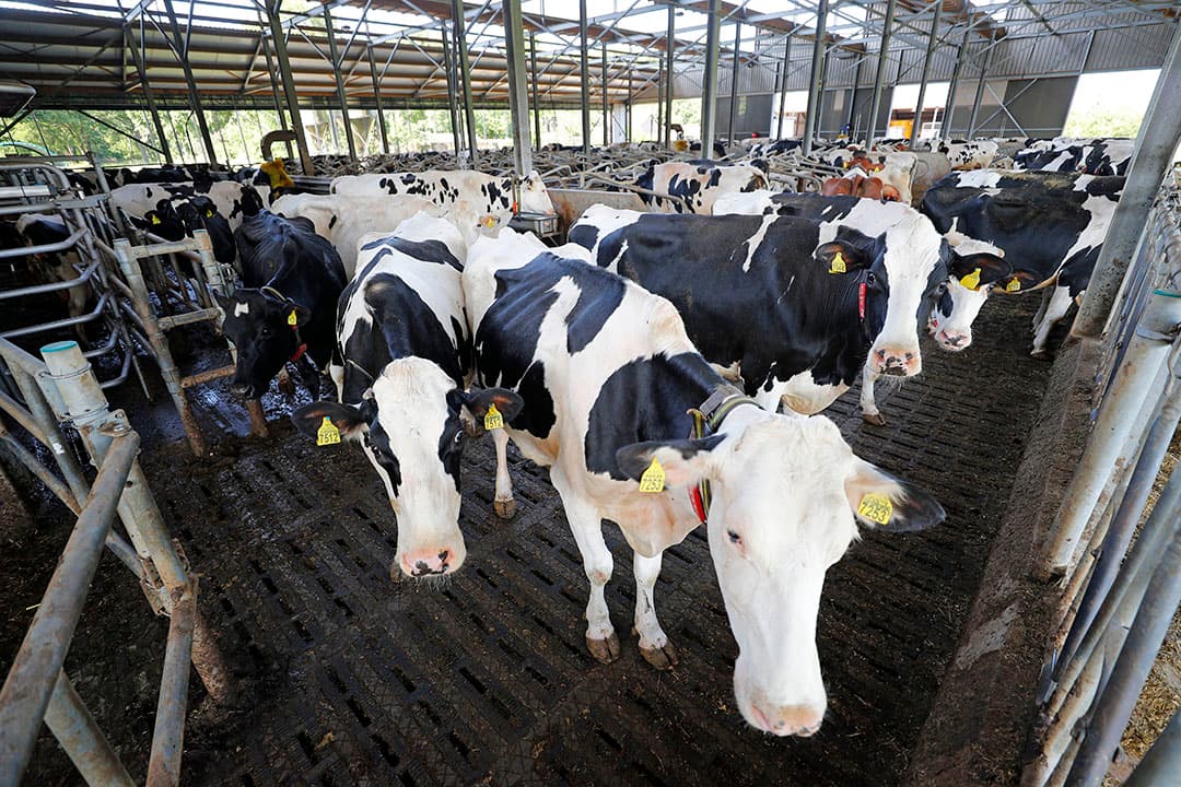In de wetenschap dat het melkquotum eindig was, hebben veel ondernemers een groeistrategie ontwikkeld. Door de komst van fosfaatrechten en andere ontwikkelingen is deze nogal eens bijgesteld.