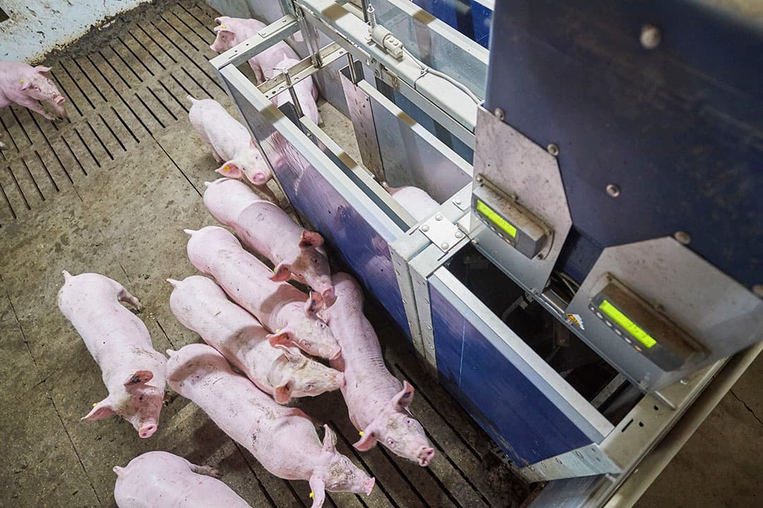 Vooralsnog worden voerstation bij vleesvarkens ingezet voor onderzoek naar voeropname en precisievoeding. -  Foto: Van Assendelft Fotografie