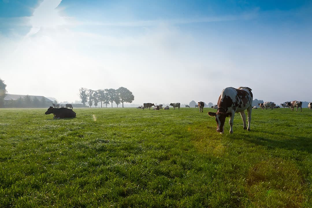 Foto: Joris Telders